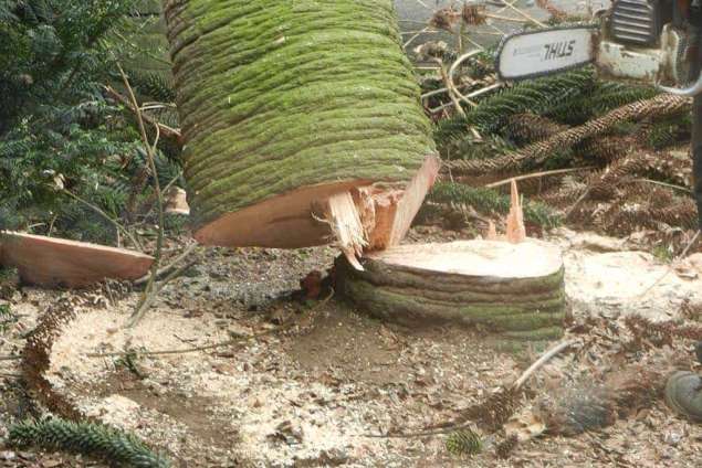 bomen rooien Steenwijkerwold